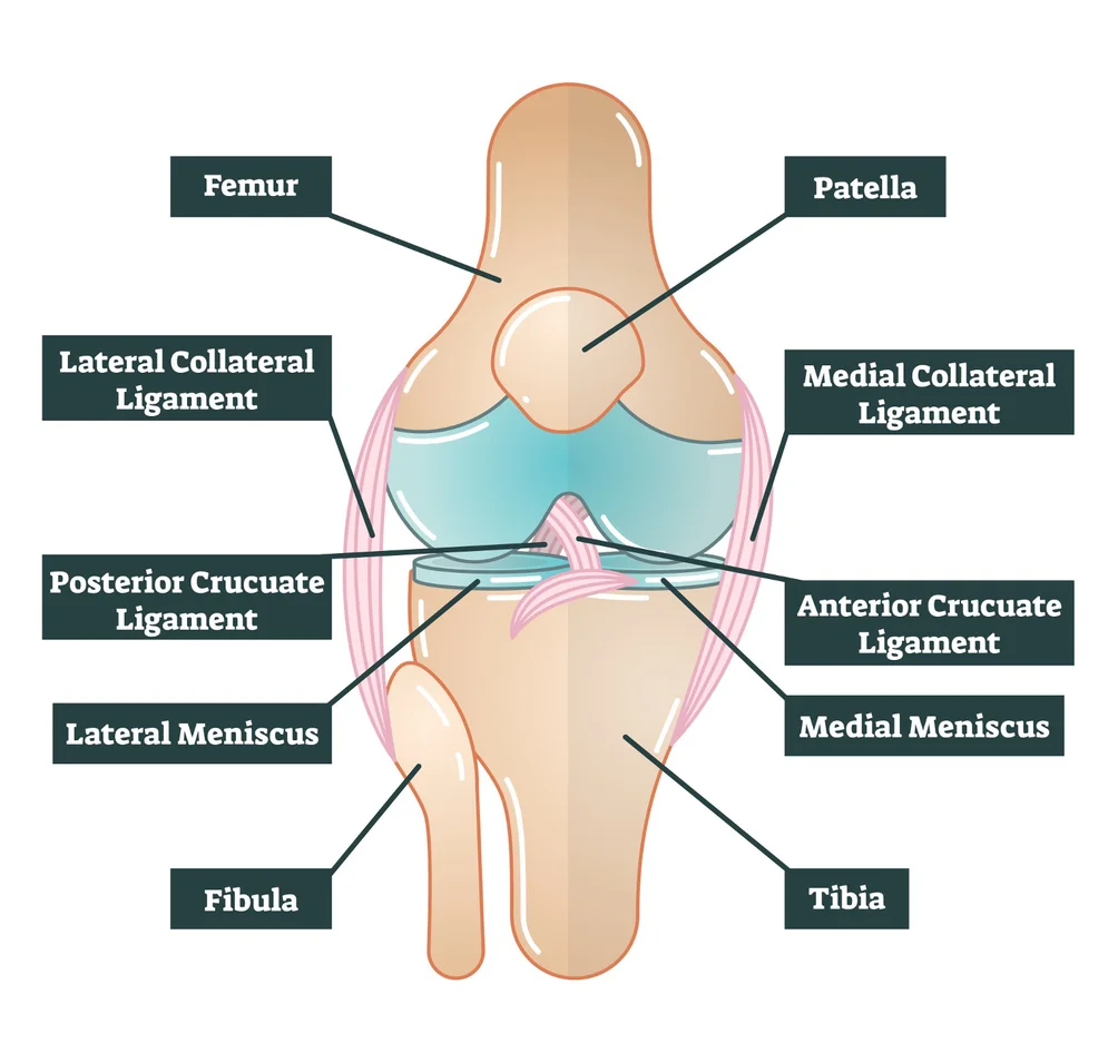 Labelled anatomical diagram of knee showing medial and lateral meniscus and surrounding ligaments.