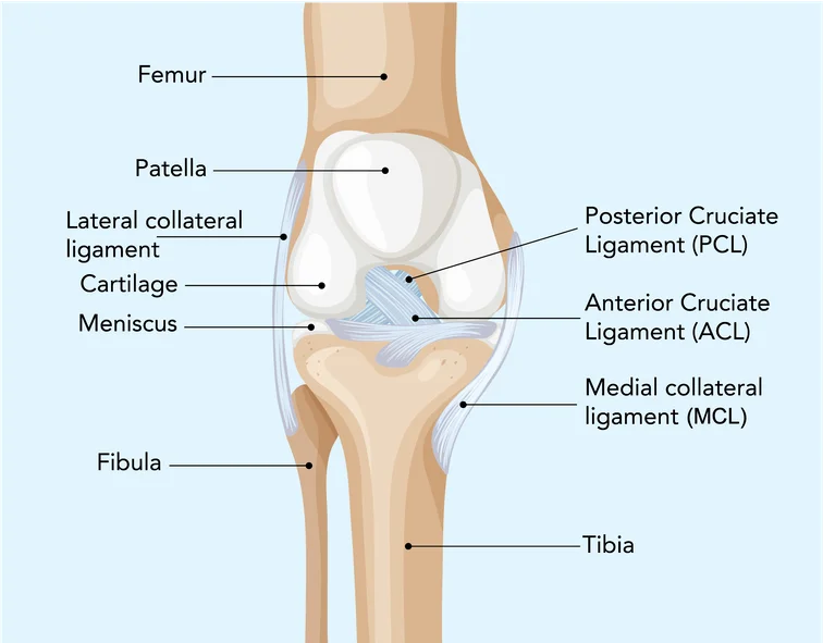 Medical illustration of knee joint anatomy showing ACL MCL meniscus cartilage and ligaments.